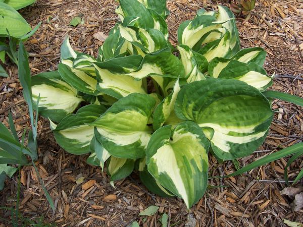 Pathfinder Hosta Plants online shopping