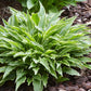 Stiletto Hosta Plants online shopping