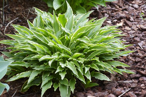 Stiletto Hosta Plants online shopping