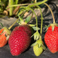 Rutgers D’Light June Bearing Strawberry