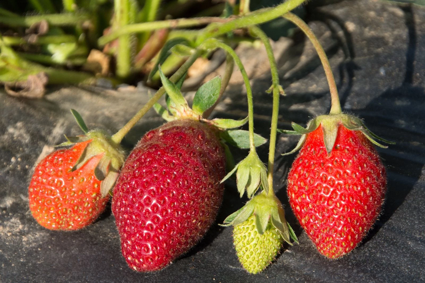 Rutgers D’Light June Bearing Strawberry