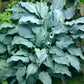 Winfield Blue Hosta Plants online shopping