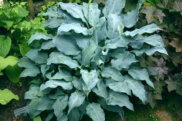 Winfield Blue Hosta Plants online shopping