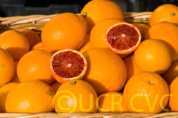 Tarocco Blood Orange Budwood citrus plant material online shopping