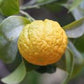 C-32 Citrange Seed citrus plant material online shopping