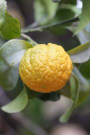 C-32 Citrange Seed citrus plant material online shopping