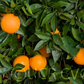 Robertson Old Line Navel Orange Budwood citrus plant material online shopping