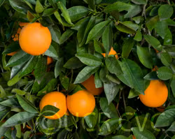 Robertson Old Line Navel Orange Budwood citrus plant material online shopping