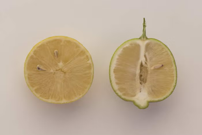 Millsweet Acidless Limetta Plant citrus plant material online shopping