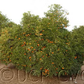 Algerian Clementine Budwood citrus plant material online shopping