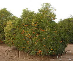 Algerian Clementine Budwood citrus plant material online shopping