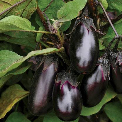 Patio Baby F1 Aubergine