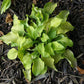 Cheatin Heart Hosta Plants online shopping