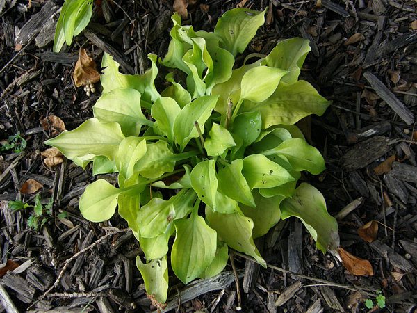 Cheatin Heart Hosta Plants online shopping
