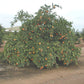 Dobashi Beni Satsuma Mandarin Budwood citrus plant material online shopping