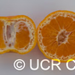 Miyamoto Satsuma Mandarin Budwood citrus plant material online shopping