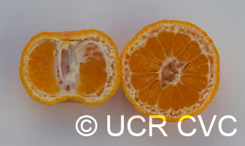 Miyamoto Satsuma Mandarin Budwood citrus plant material online shopping