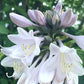 Gitchigumi Hosta Plants online shopping