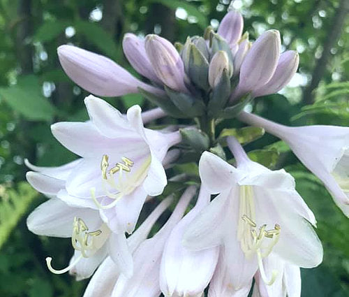 Gitchigumi Hosta Plants online shopping