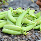 Sugar Ann Organic Snap Pea