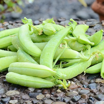 Sugar Ann Organic Snap Pea Seeds online shopping