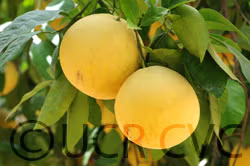 Eustis Limequat Budwood