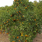 Newhall Nucellar Navel Orange Budwood citrus plant material online shopping