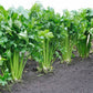 Tango Organic Celery