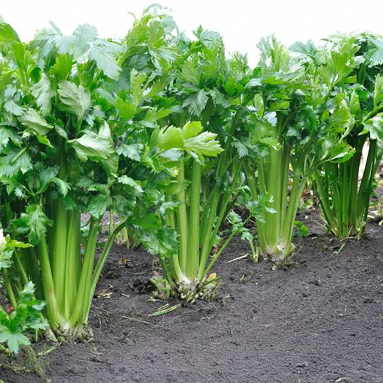 Tango Organic Celery