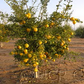 Yuzu Ichandrin Papeda Hybrid Budwood citrus plant material online shopping