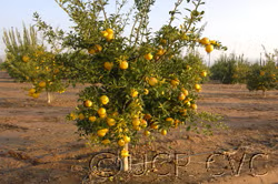 Yuzu Ichandrin Papeda Hybrid Budwood citrus plant material online shopping