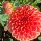 Maarn Dahlia