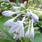 Silver Moon Hosta Plants online shopping
