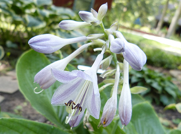 Silver Moon Hosta Plants online shopping