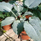 Sterling Medallion Hosta Plants online shopping