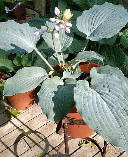 Sterling Medallion Hosta Plants online shopping