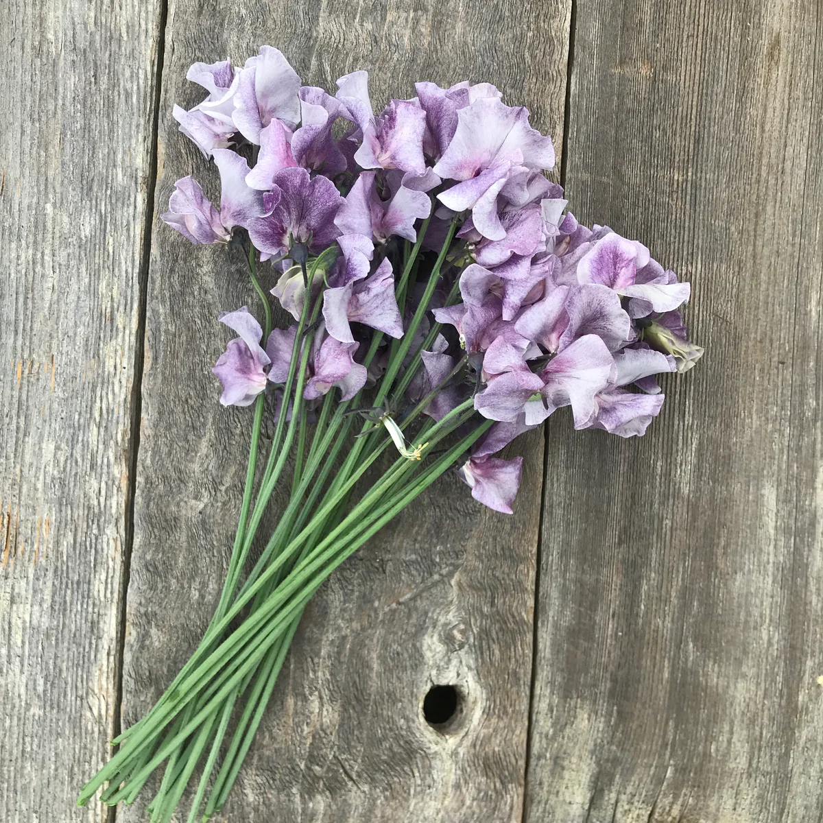 David Tostevin Sweet Pea seeds online shopping