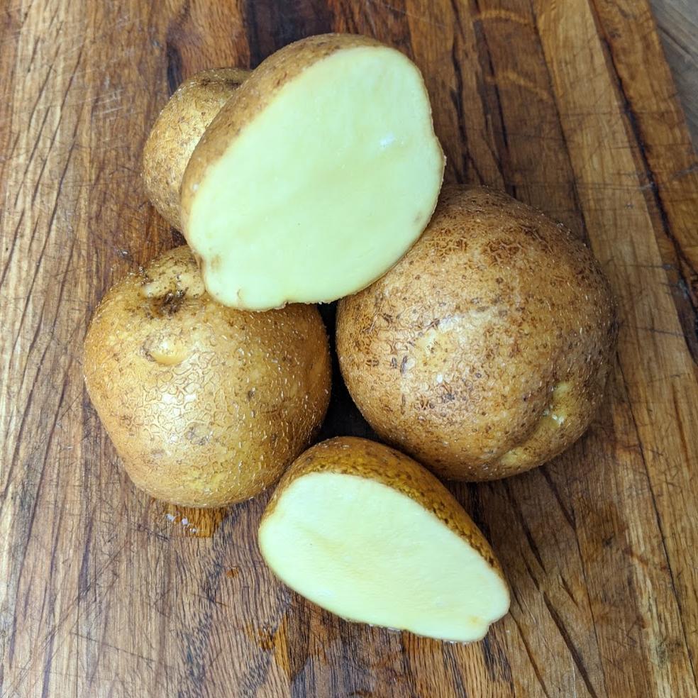 Keuka Gold Seed Potato online shopping