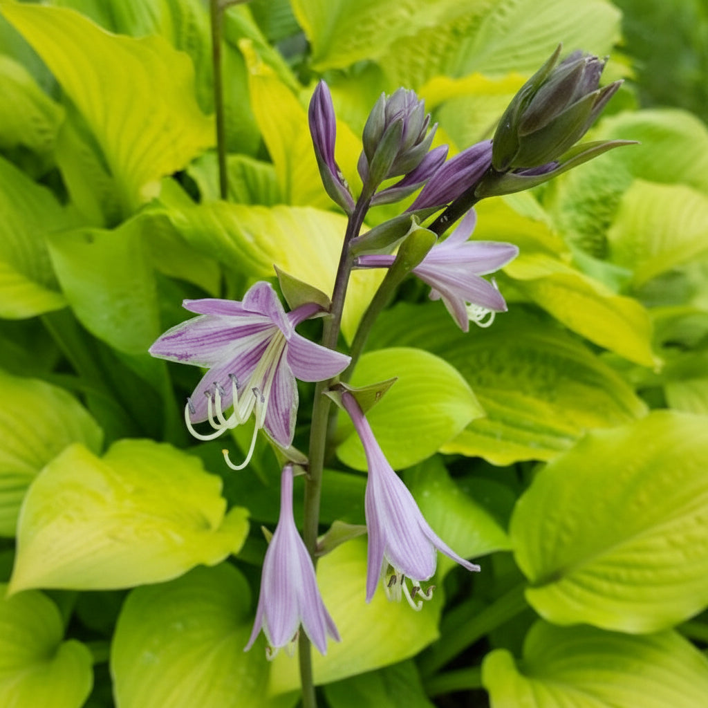 Squash Casserole Hosta Plants online shopping