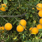 Rubidoux Trifoliate Budwood citrus plant material online shopping