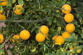 Rubidoux Trifoliate Budwood citrus plant material online shopping