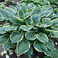 Glacial Towers Hosta Plants online shopping