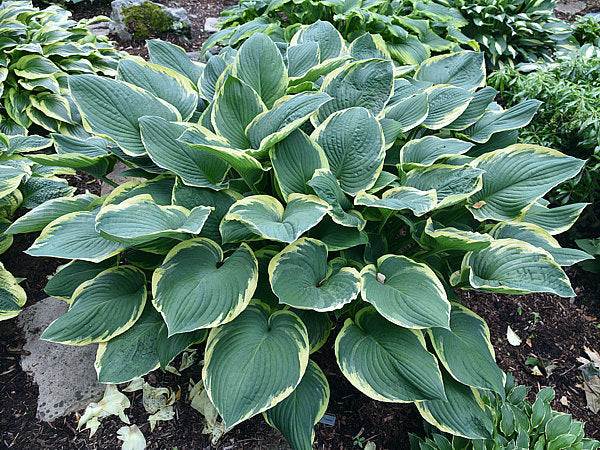 Glacial Towers Hosta Plants online shopping