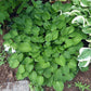 Teaspoon Hosta Plants online shopping