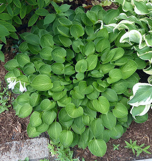 Teaspoon Hosta Plants online shopping