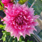 Emory Paul Dahlia Plants online shopping