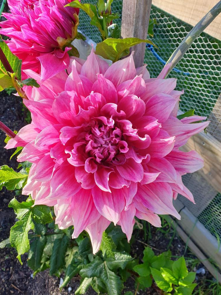 Emory Paul Dahlia Plants online shopping