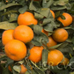 Tango Mandarin Plant citrus plant material online shopping