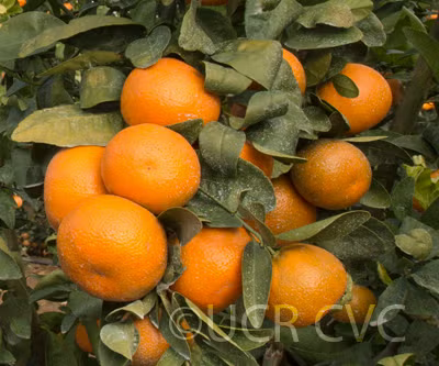 Tango Mandarin Plant citrus plant material online shopping