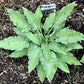 Azure Frills Hosta Plants online shopping